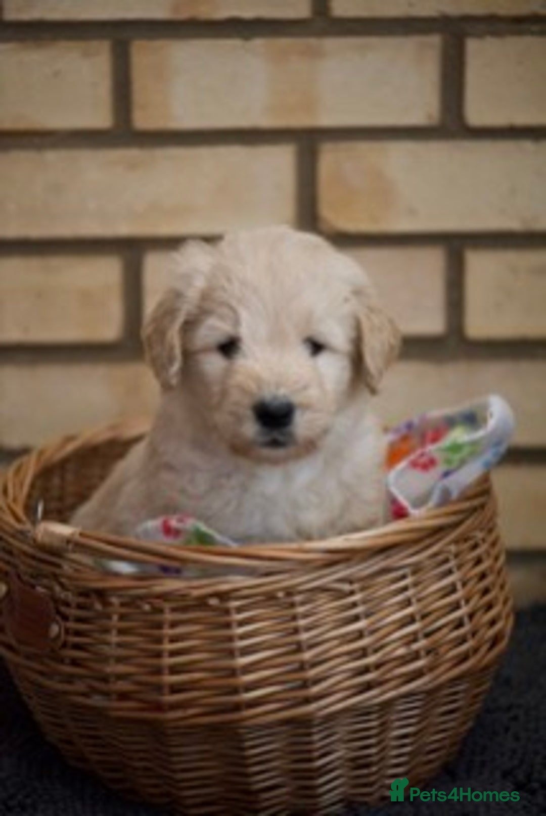 Goldendoodle dogs for sale: Only 2 left of Mela's Marvels F1Bs - Image 5