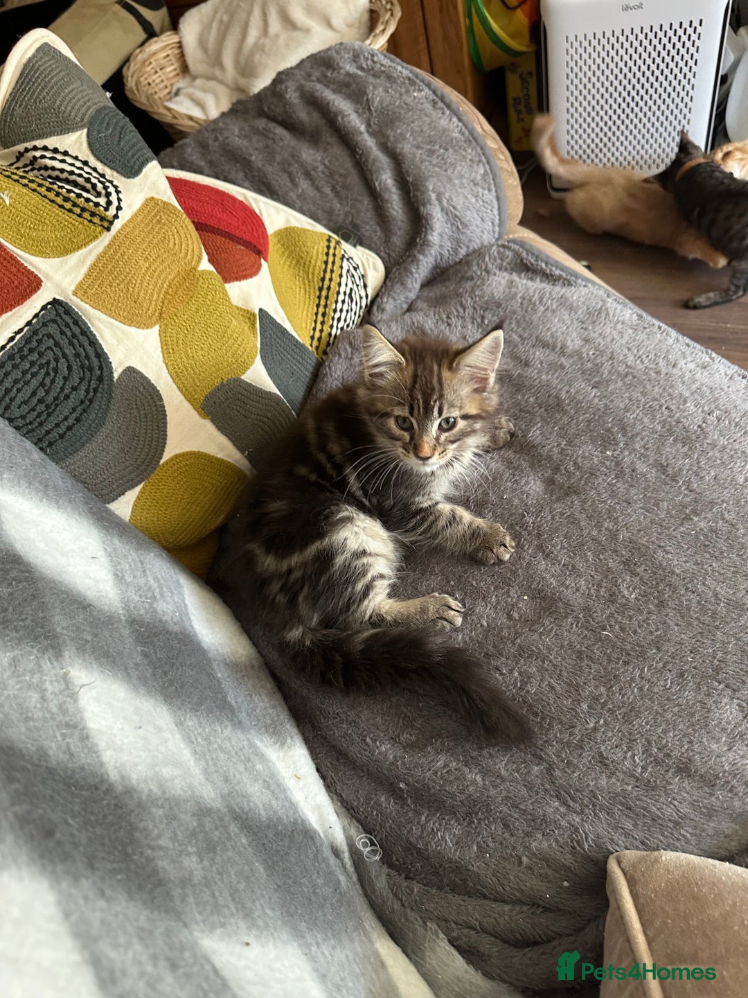 Maine Coon cats for sale: Mainecoon x  - Image 4