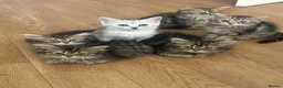 Persian cats for sale: Mixed breed Persian Kittens  - Advert 14