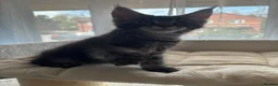 Maine Coon cats for sale: Maine Coon Kittens – GCCF Registered  Boys - Advert 5