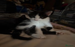 Mixed Breed cats for sale: Mixed kittens  - Image 17