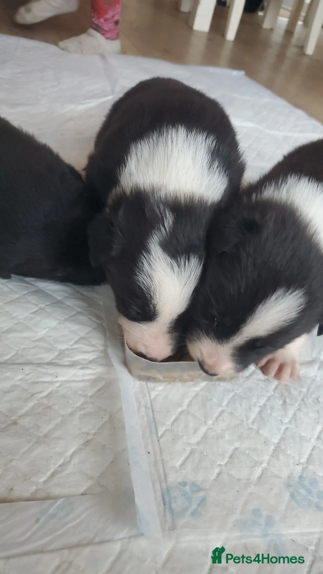 Mixed Breed dogs for sale: 2 male puppies for sale.  - Advert 8