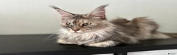 Maine Coon cats for sale: Registered pedigree maine coon for sale - Advert 25