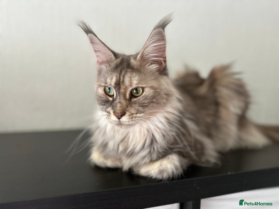 Maine Coon cats for sale: Registered pedigree maine coon for sale - Advert 25