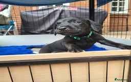 Labrador Retriever dogs for sale: Kc labrador puppies  - Image 19