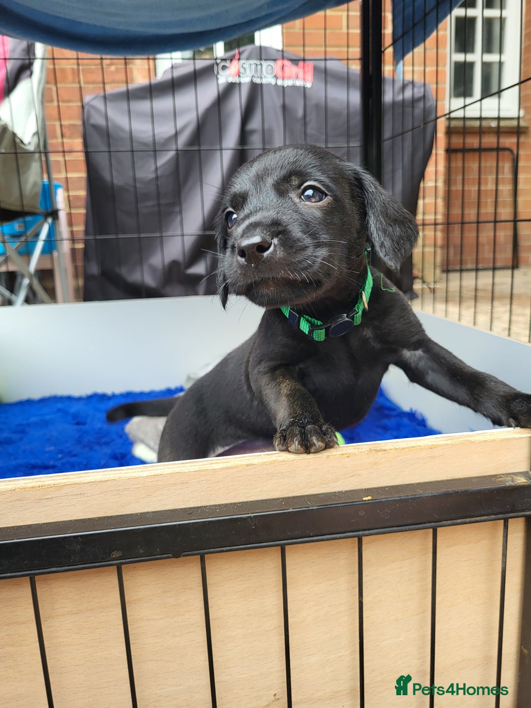 Labrador Retriever dogs for sale: Kc labrador puppies  - Image 19