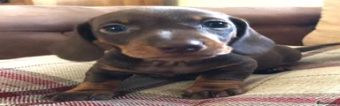 Miniature Dachshund 3