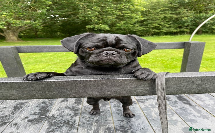 Pug dogs - Advert 4