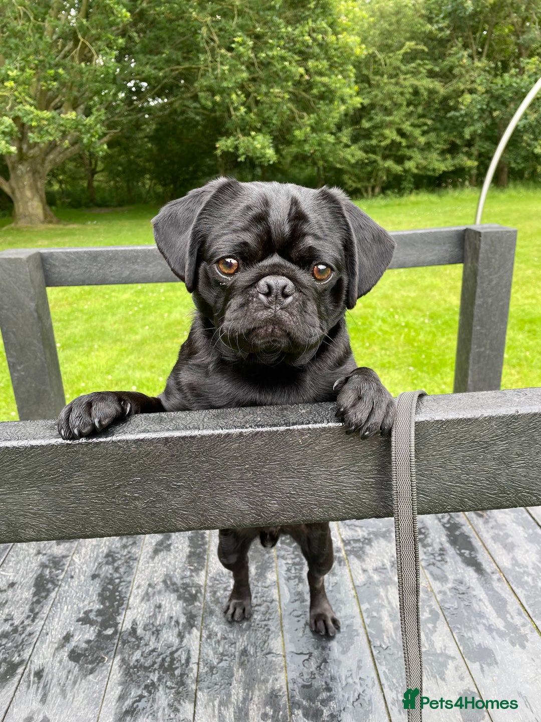 Pug dogs for sale: Black Pug named Bob 2 years 6 months to rehome - Image 1