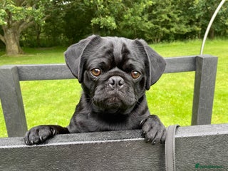Pug dogs Black Pug named Bob 2 years 6 months to rehome - Advert 5