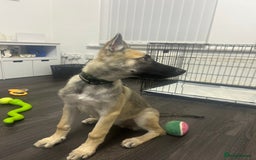 Shepsky dogs for sale: German shepherd cross  - Image 3