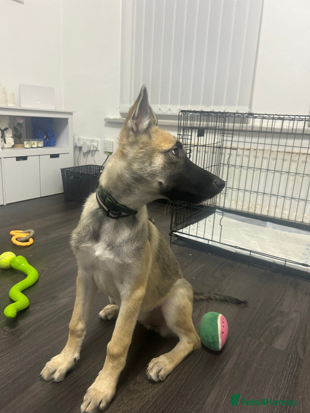 Shepsky dogs for sale: German shepherd cross  - Image 3