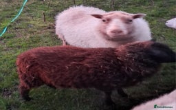 Sheep livestock for sale: Trio of Pet Sheep - Advert 1