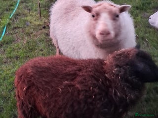 Sheep livestock for sale: Trio of Pet Sheep - Advert 1