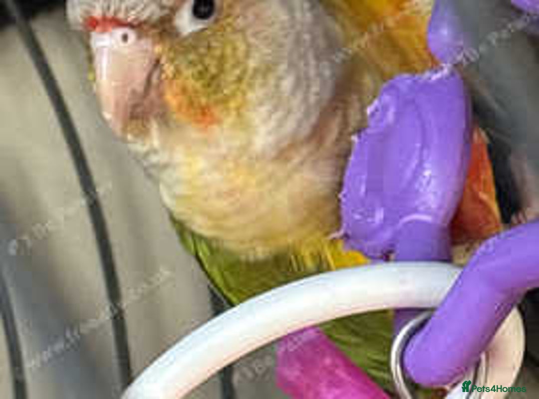 Conures birds for sale: Conures - Advert 5