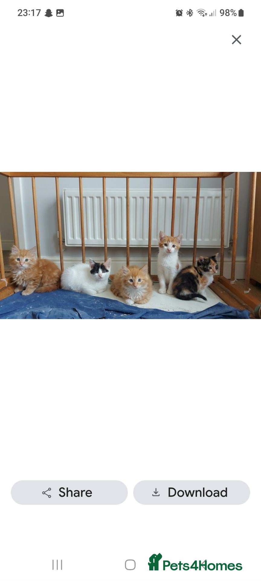 Mixed Breed cats Beautiful kittens  - Advert 2