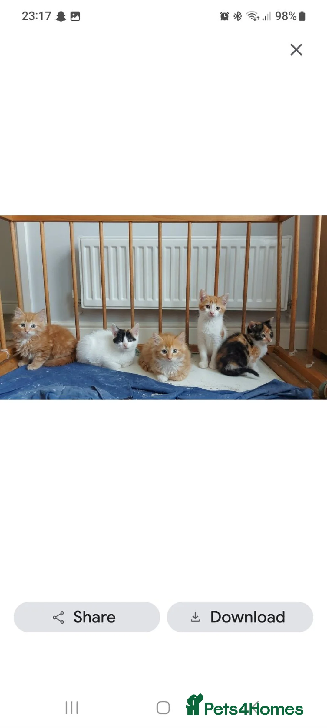Mixed Breed cats for sale: Beautiful kittens  in Woking - Advert 1