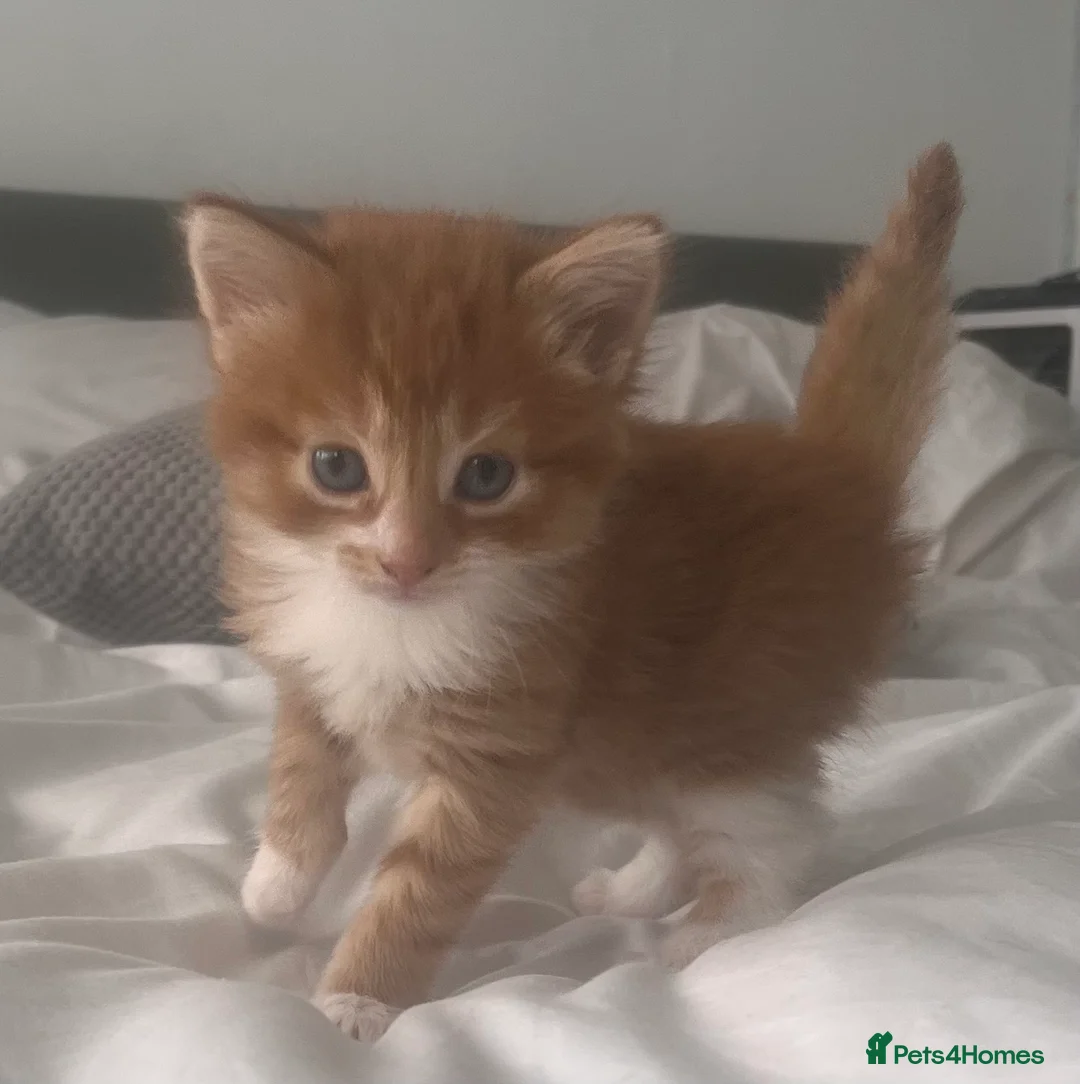 Mixed Breed cats for sale: 2male, 2 female kittens - Advert 1