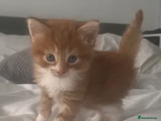 Mixed Breed cats 2male, 2 female kittens - Advert 1