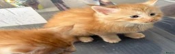 Maine Coon cats for sale: Gorgeous Ben & Jerry Maincoon boys  - Advert 8