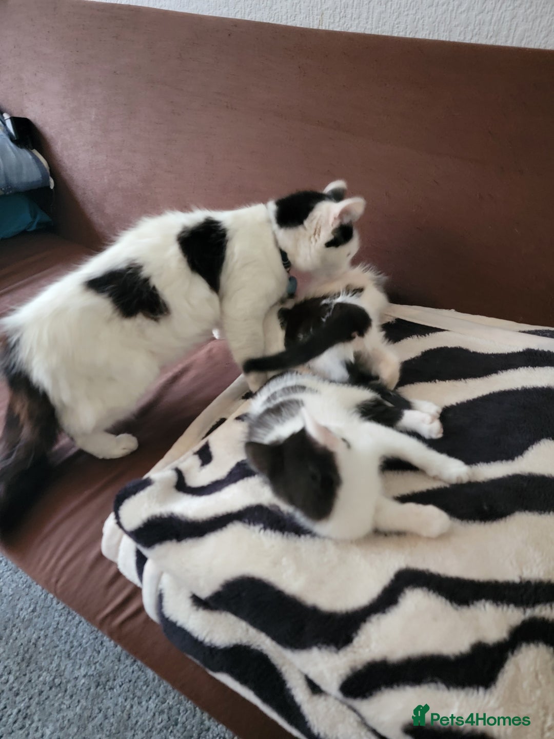 Domestic Shorthair cats for sale: 3 Adorable Kittens - Image 5