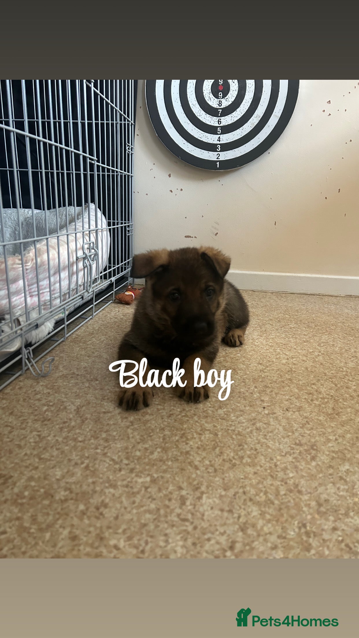 German Shepherd dogs Kc reg German shepherd puppy  - Advert 1