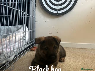 German Shepherd dogs Kc reg German shepherd puppy 3 BOYS LEFT - Advert 14