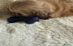 Shih Tzu dogs for sale: 4 imperial shih Tzu beautiful boys  - Image 20