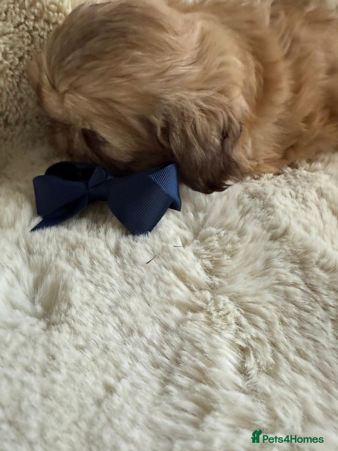 Shih Tzu dogs for sale: 4 imperial shih Tzu beautiful boys  - Image 20