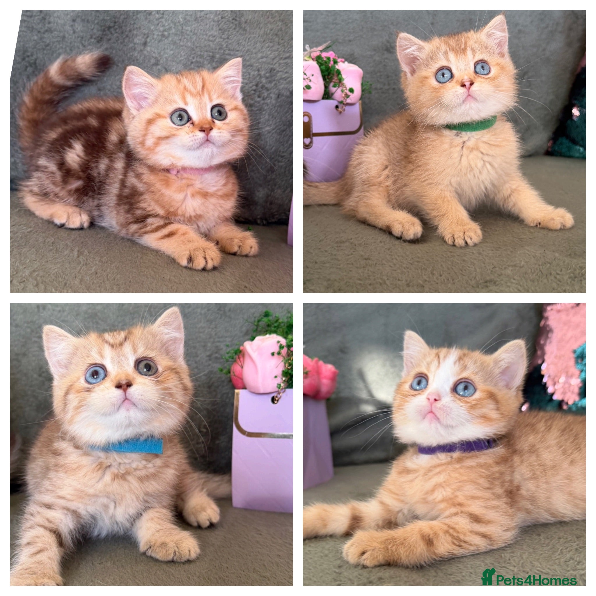 British Shorthair cats British sh odd/blue eyed adorable kittens GCCF  - Advert 9