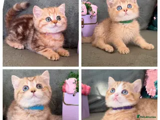 British Shorthair cats British sh odd/blue eyed adorable kittens GCCF - Advert 9