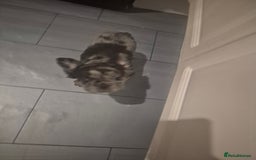 French Bulldog dogs for sale: Fluffy french bulldog puppies - Image 4