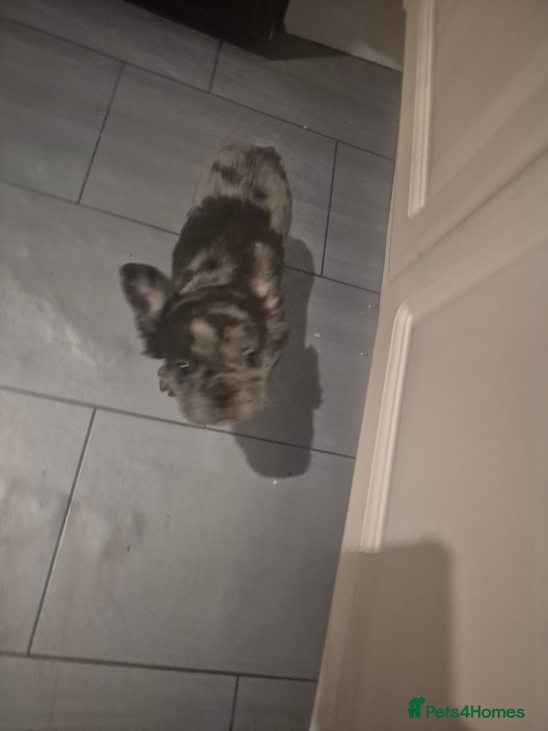 French Bulldog dogs for sale: Fluffy french bulldog puppies - Image 4