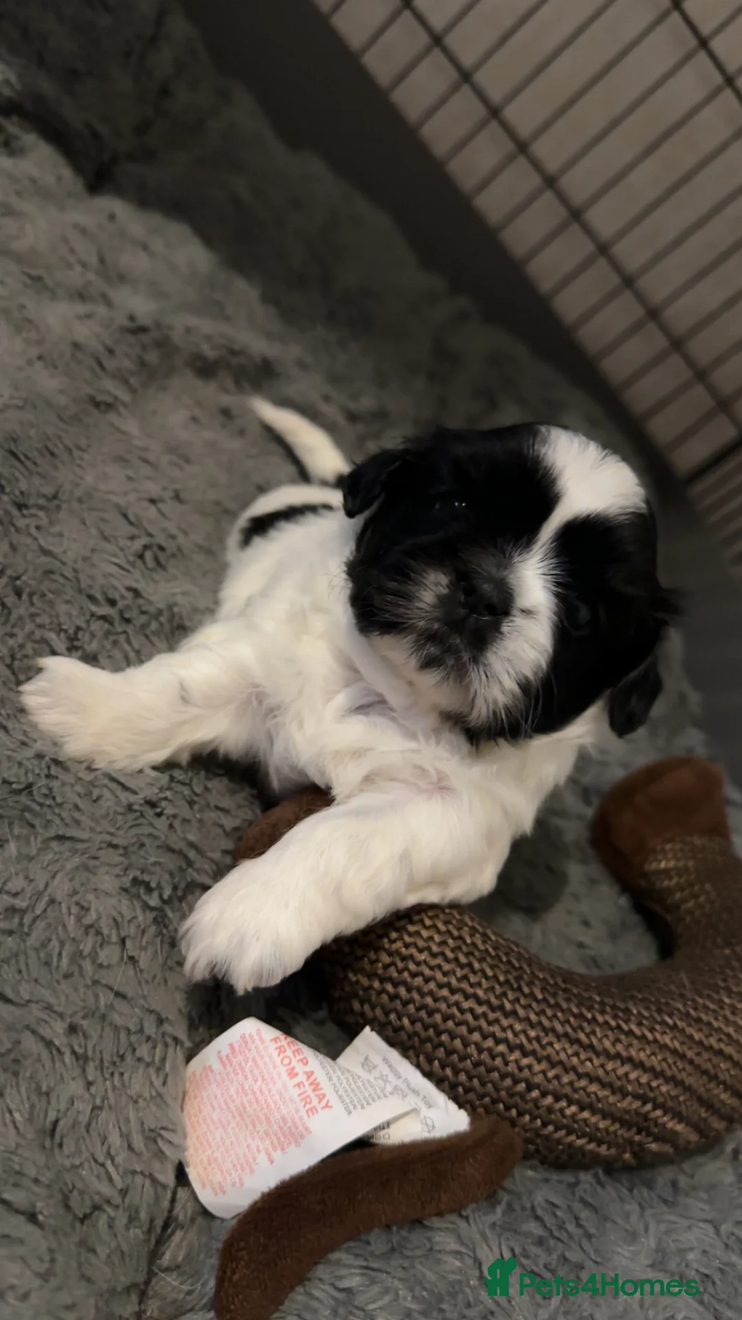 Shih Tzu dogs for sale: Shih Tzu puppies  in Mansfield - Advert 2