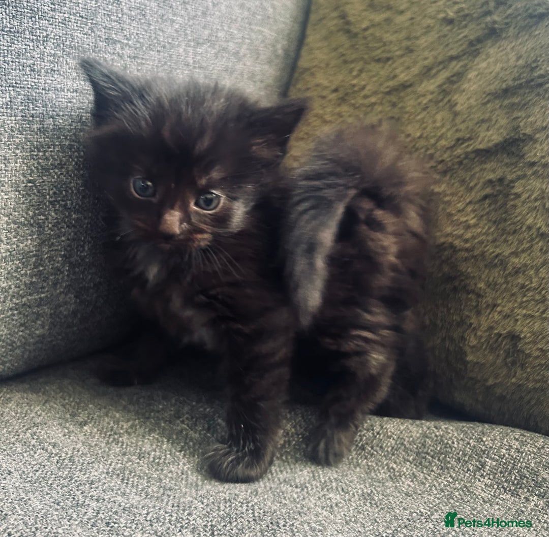 Mixed Breed cats for sale: 3 Adorable Female Kittens - Advert 6