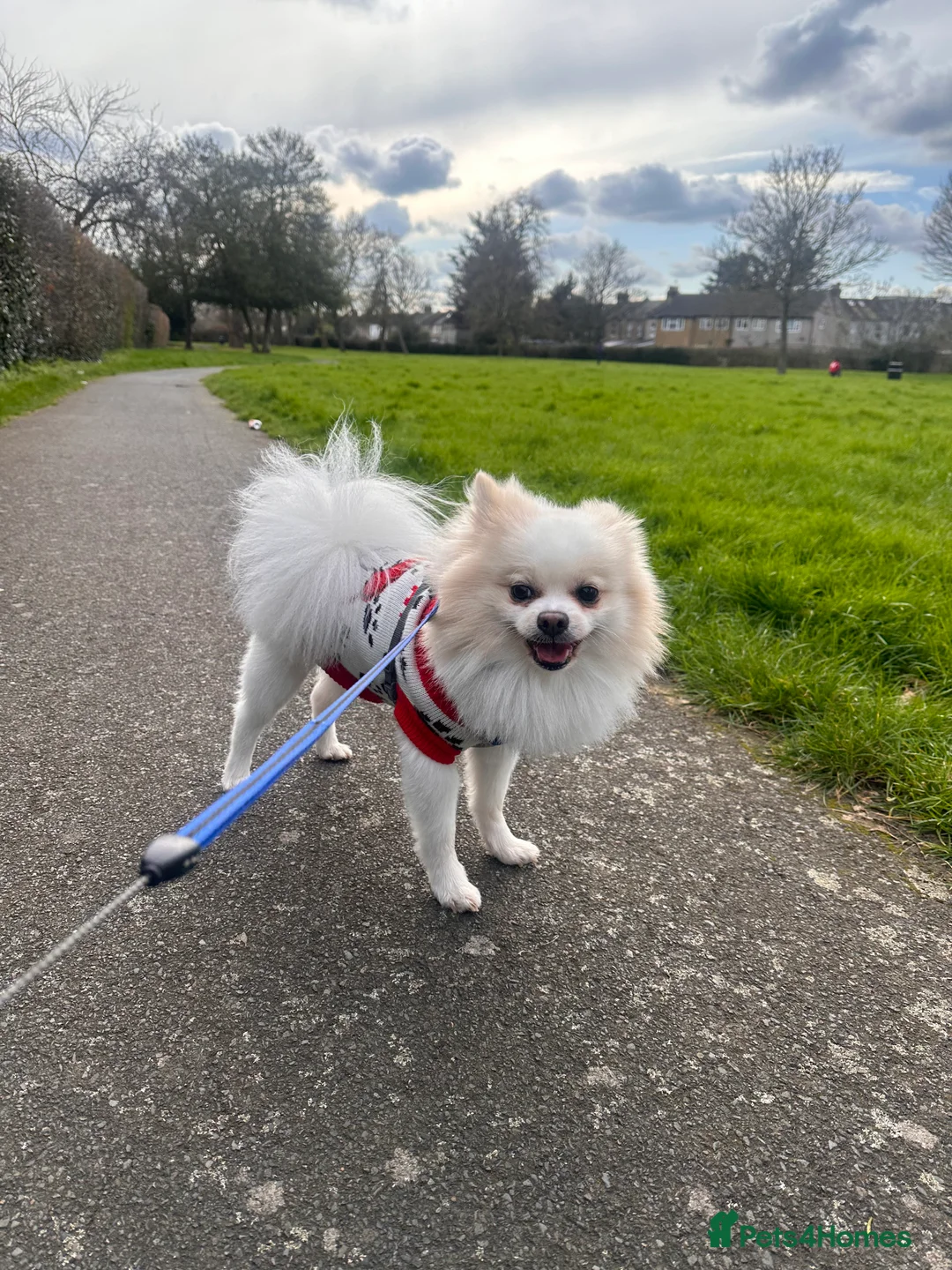 Pomeranian dogs for stud:  White Pomeranian dog “Proven, experienced STUD” in Ilford - Advert 5