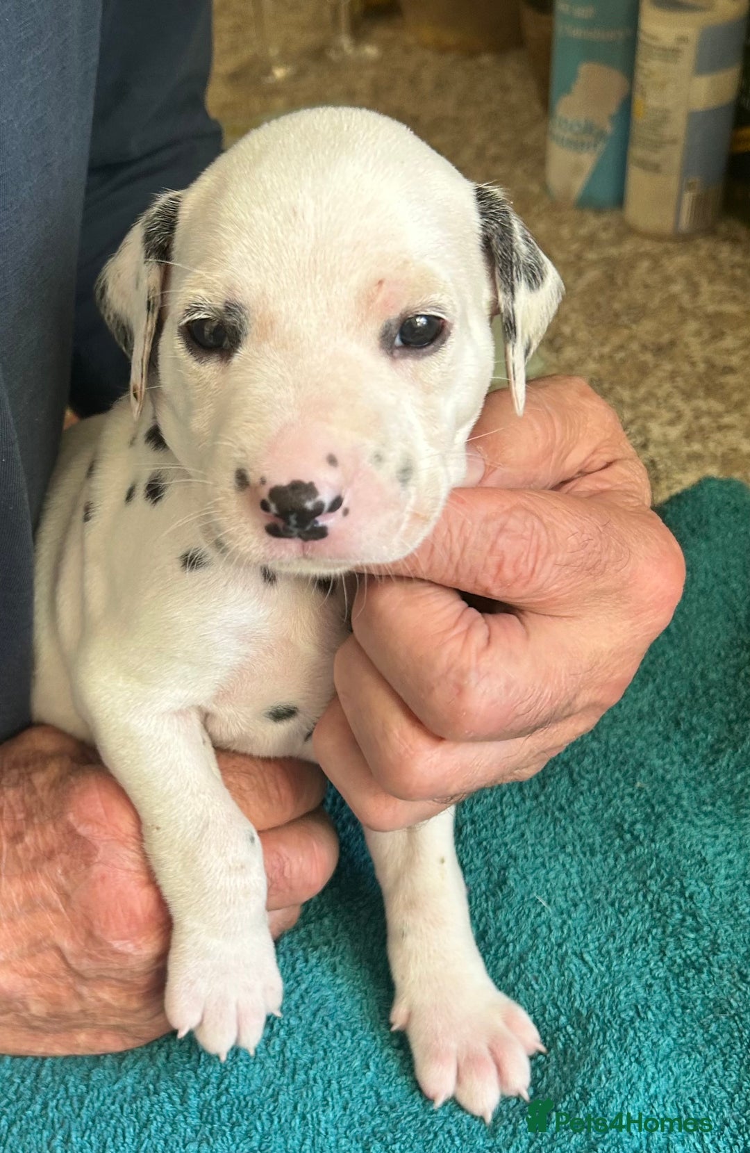 Dalmatian dogs for sale: Dalmatian Puppies - Advert 10