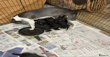 Mixed Breed dogs - Advert 6