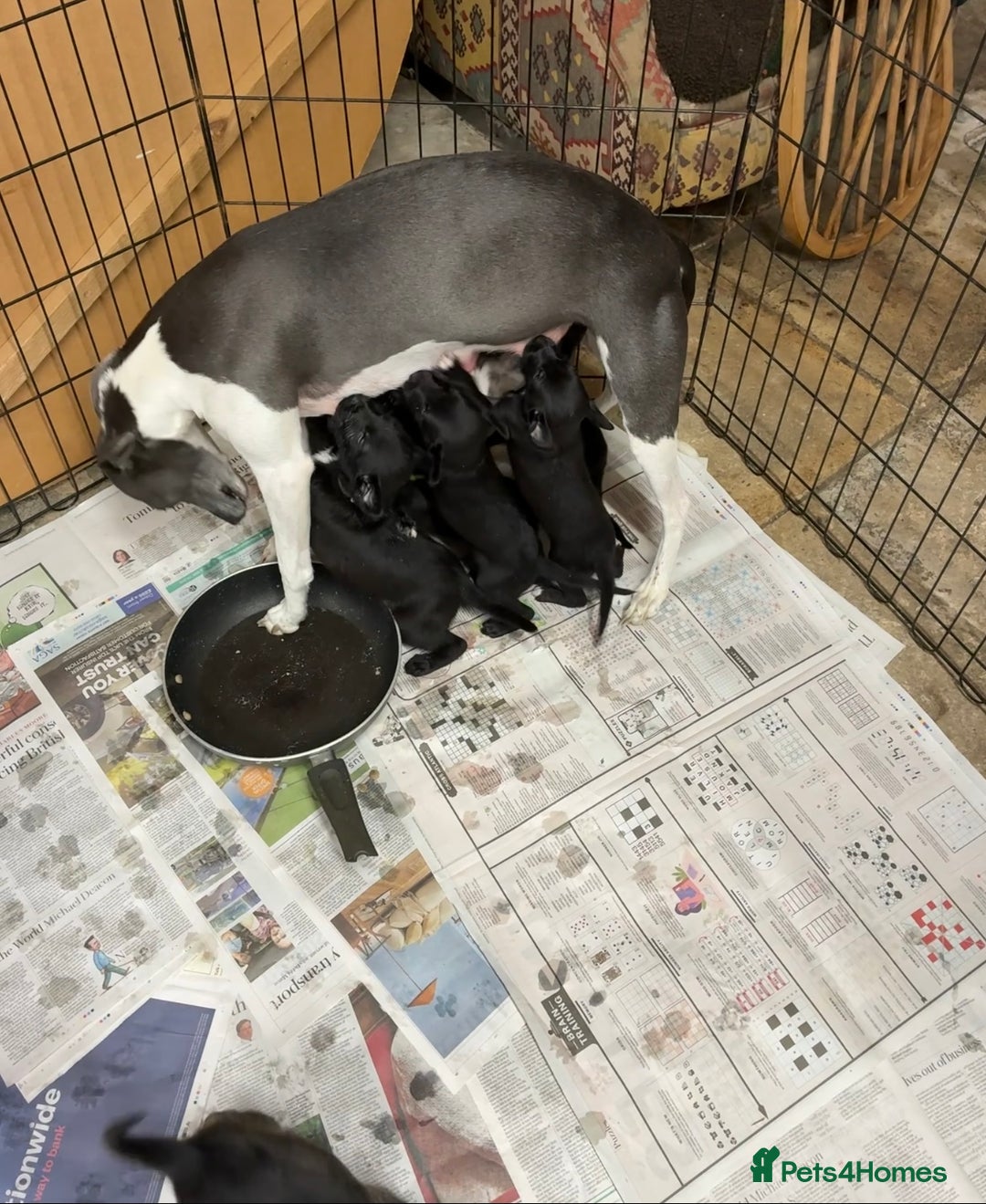 Mixed Breed dogs for sale: Bedlington Whippet Puppy - Image 2