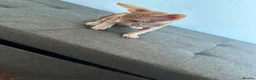 Sphynx cats for sale: Canadian sphynx ready to leave now  - Advert 17
