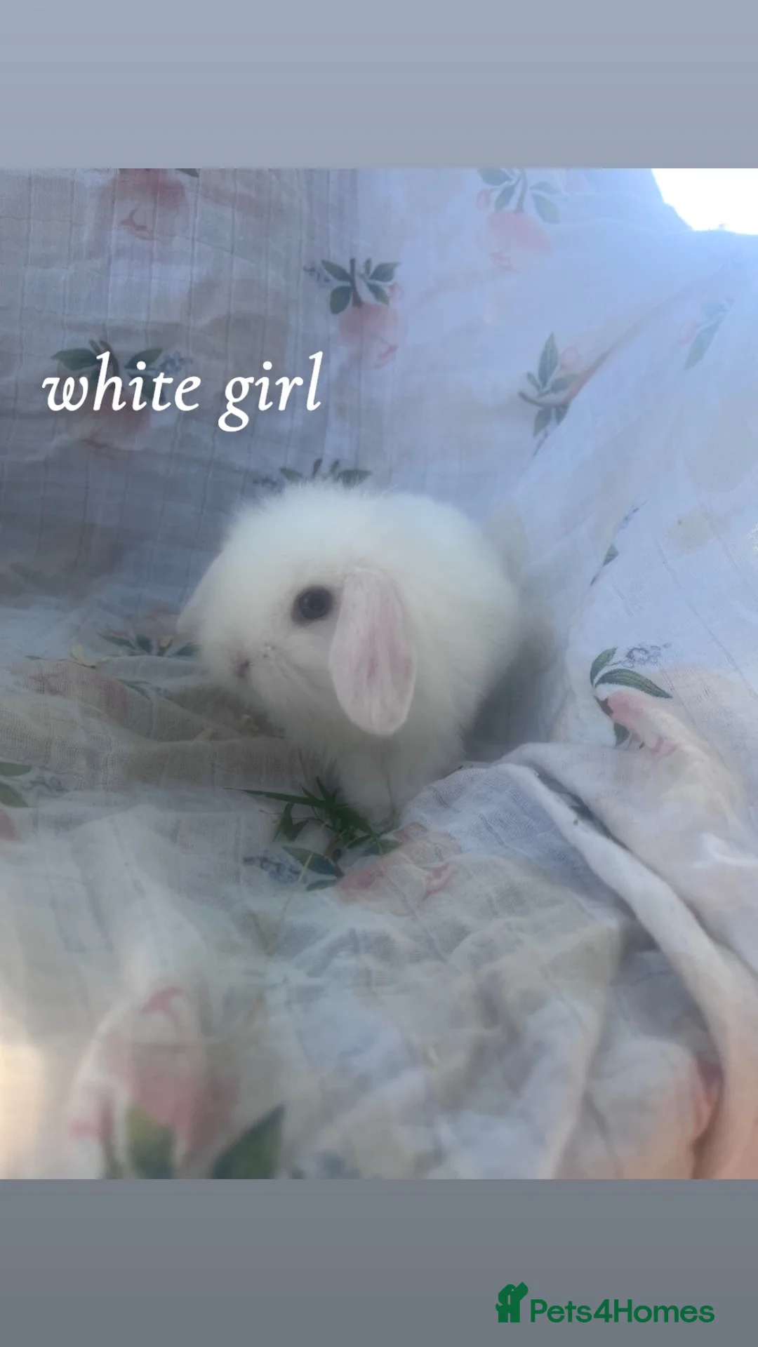 Mini Lion Lop rabbits for sale: 3 beautiful lionlops - Advert 2