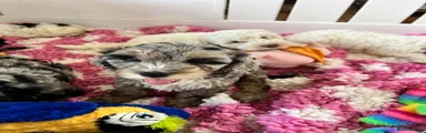 Cockapoo 6