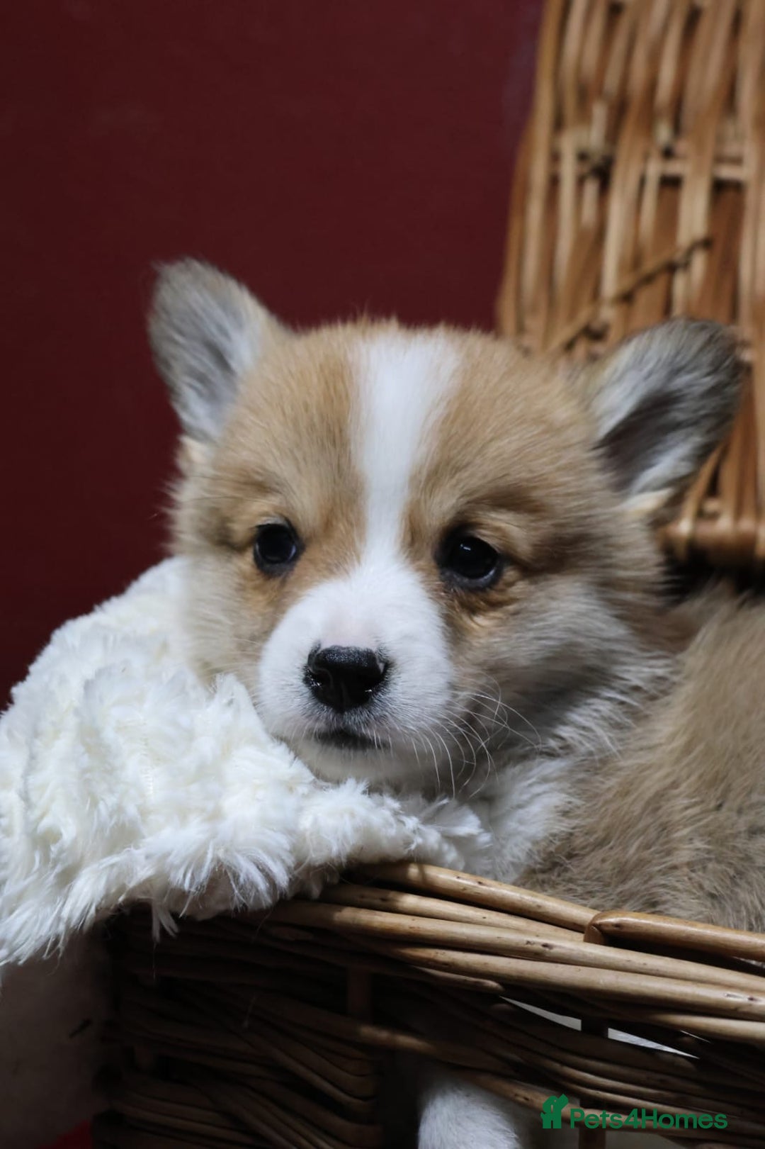 Welsh Corgi Pembroke dogs for sale: Champion bloodlines on both sides, great with kids - Advert 9