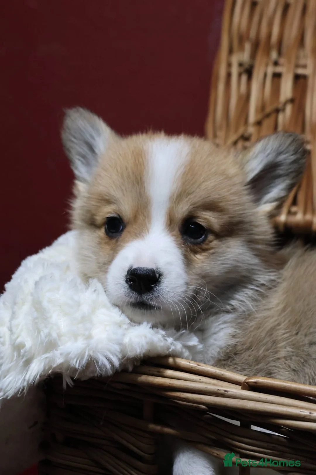 Welsh Corgi Pembroke dogs for sale: Champion bloodlines on both sides, great with kids - Advert 14