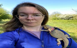 Leopard Gecko reptiles for sale: Female bearded dragon - Advert 3