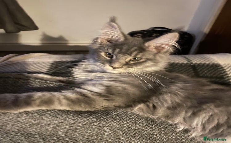 Maine Coon cats Registered Maine Coon kittens  - Advert 1