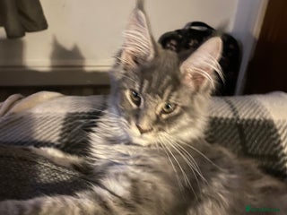 Maine Coon cats Registered Maine Coon kittens - Advert 3