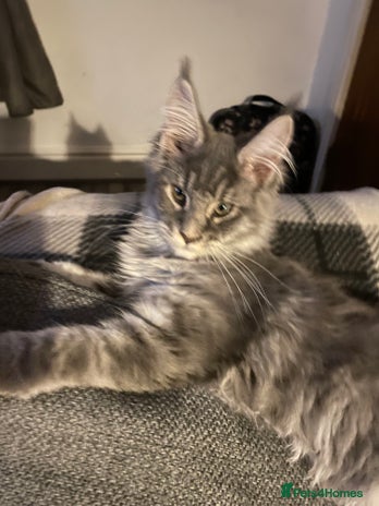 Maine Coon cats Registered Maine Coon kittens - Advert 1