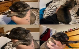 German Shepherd dogs for sale: Beautiful chunky German Shepherd Pups - Image 8