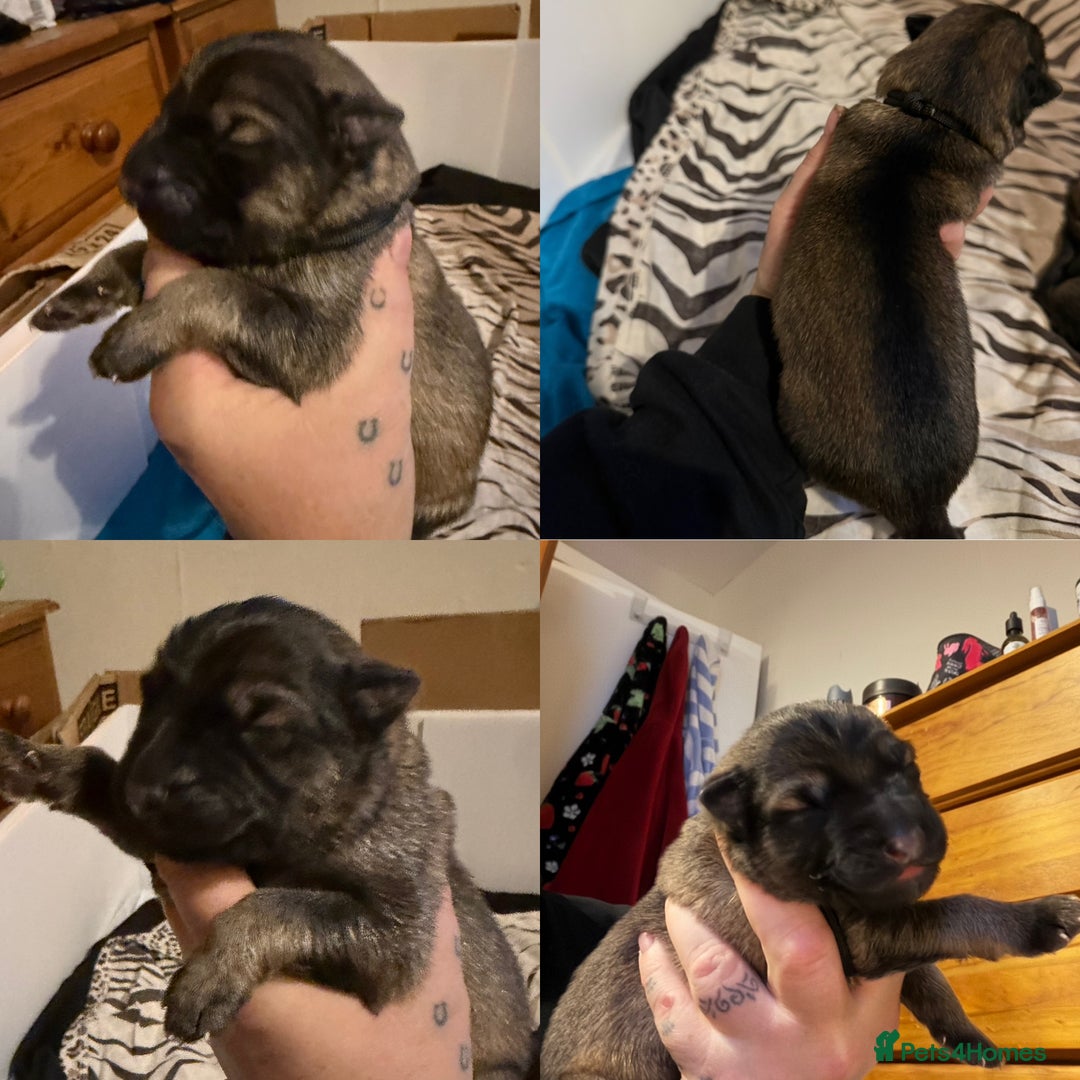 German Shepherd dogs for sale: Beautiful chunky German Shepherd Pups - Image 8